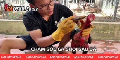 Bí Thuật Chăm Sóc Gà Chọi Sau Đá Để Hồi Phục Nhanh Nhất