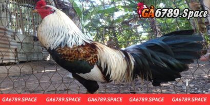 Dòng gà chọi hay nhất Việt Nam - Top giống gà đáng chọn nhất