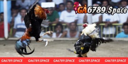 Trận Đá Gà 24 Tỷ - Sự Kiện Đá Gà Đẳng Cấp Nhất Mọi Thời Đại