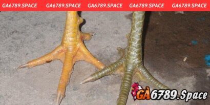 Vảy Gà Ngũ Quỷ - Khám Phá Nguồn Sức Mạnh Sâu Bên Trong