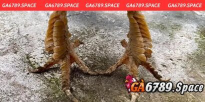 Những Dòng Vảy Gà Quý Hiếm Được Săn Lùng Nhiều Hiện Nay