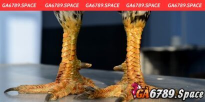 Bật mí những cách xem chân gà chọi cực hay từ dân sành chơi