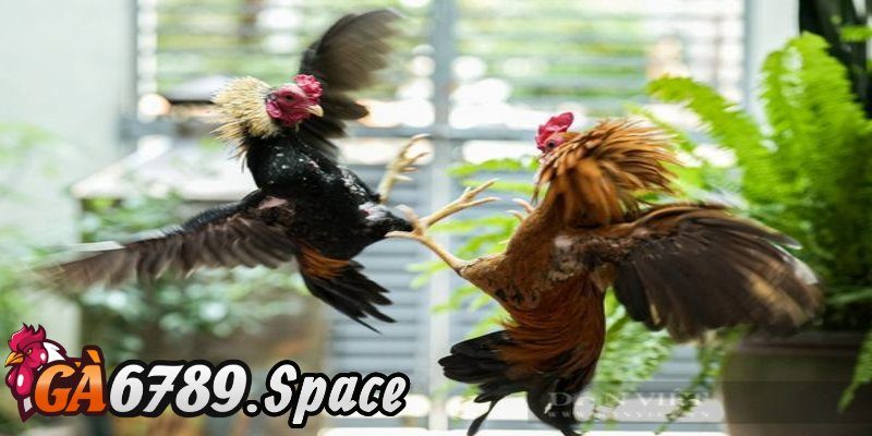Khám phá bản chất thật sự của trận đá gà 24 tỷ