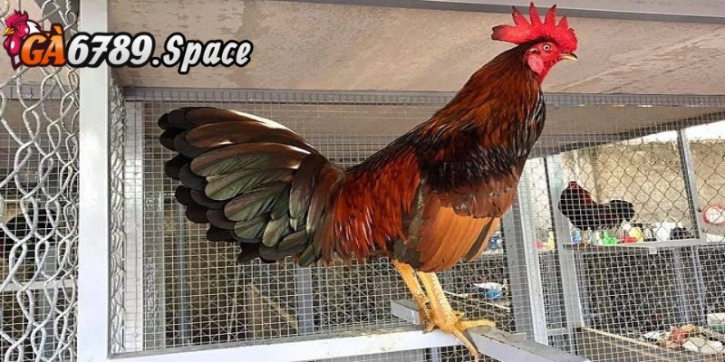 Chia sẻ cách nuôi gà đá cựa sắt cực đơn giản