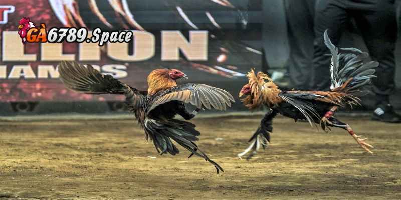 Quy mô đá gà C1 được tổ chức chuyên nghiệp