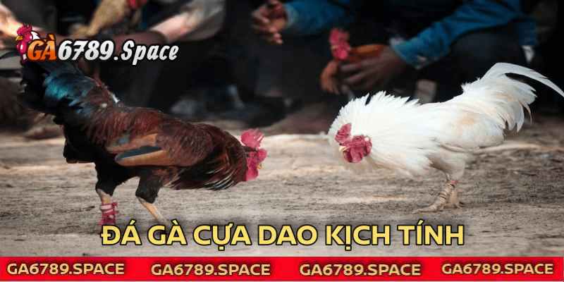 Đá gà cựa dao luôn kịch tính