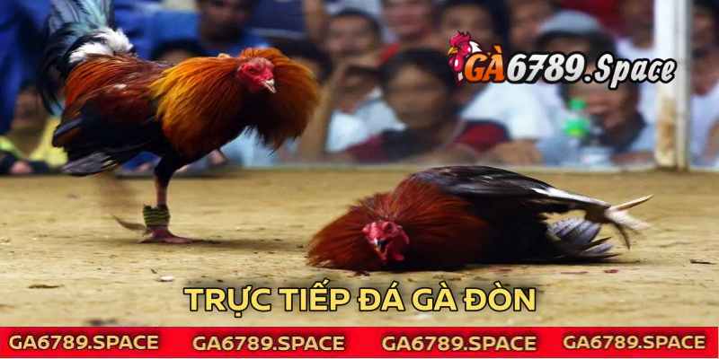 Đá gà đòn diễn ra quyết liệt