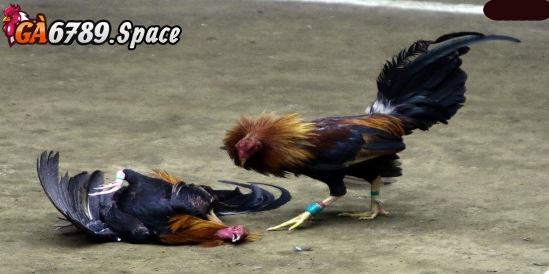 Dành được nhiều phần thắng khi tham gia đấu gà