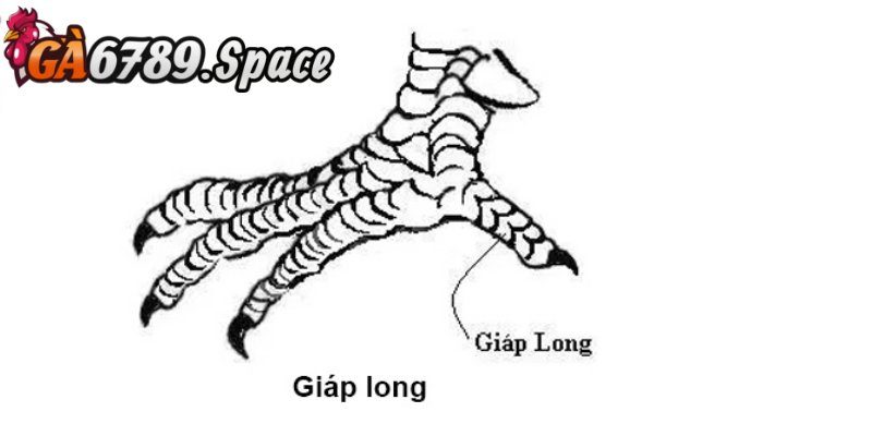 Cách đánh giá qua vảy của gà