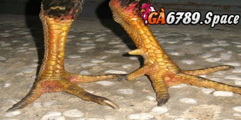 Danh sách các dòng vảy gà quý hiếm cho sư kê tham khảo