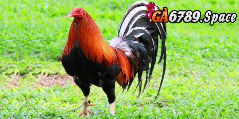 Dòng gà mỹ kelso thuộc danh sách gà chọi hay nhất