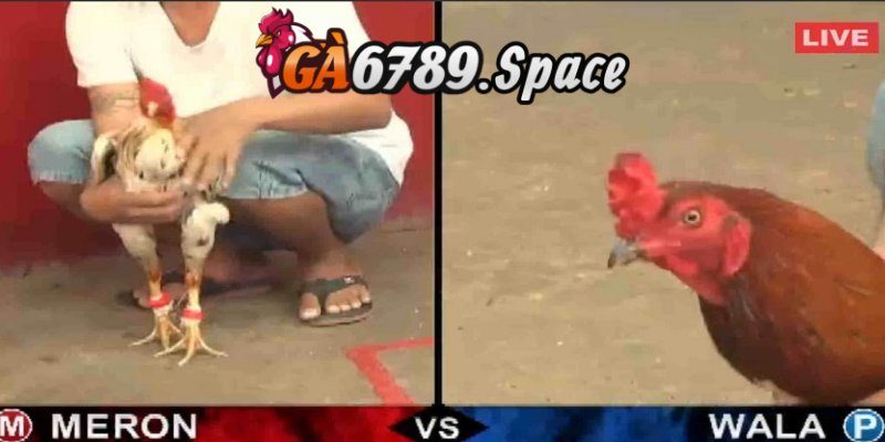 Kinh nghiệm chơi đá gà cho các kê thủ