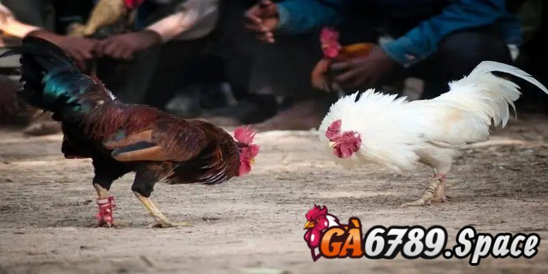 Luật chơi cơ bản của hình thức đá gà thomo