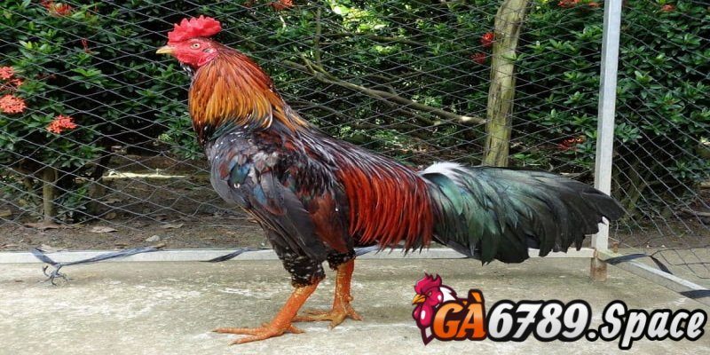 Đánh giá lực chiến của chiến kê sở hữu vảy gà ngũ quỷ