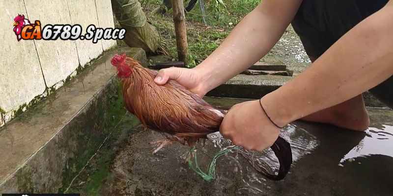 Luôn giữ vệ sinh khi chăm sóc gà chọi