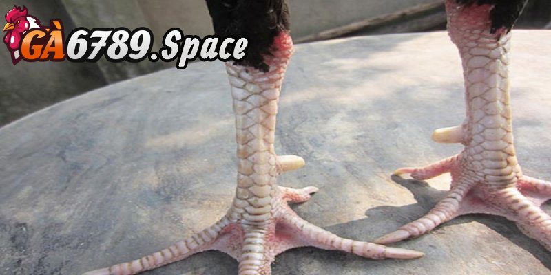 Bật mí phương thức xem chân gà chọi cực hay và hiệu quả