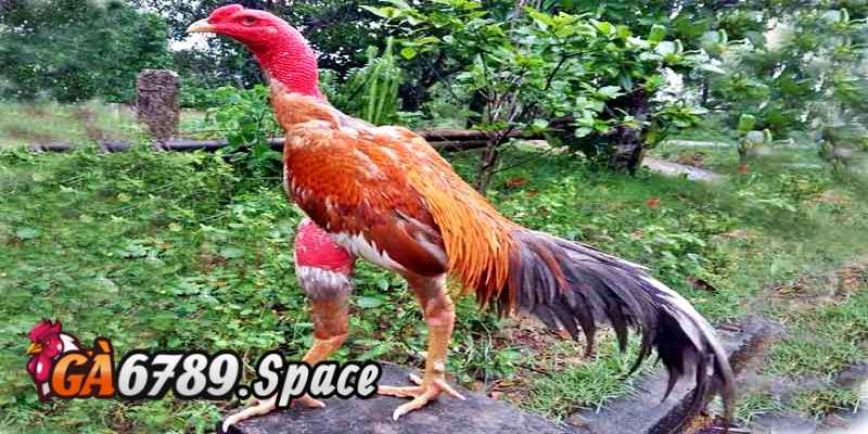 Đánh giá ngoại hình gà tỉ mỉ