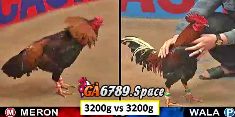 Thể lệ cược tiền hết sức đơn giản