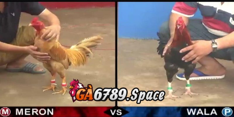 Chủ động theo dõi trực tiếp đá gà thomo suốt 24 giờ