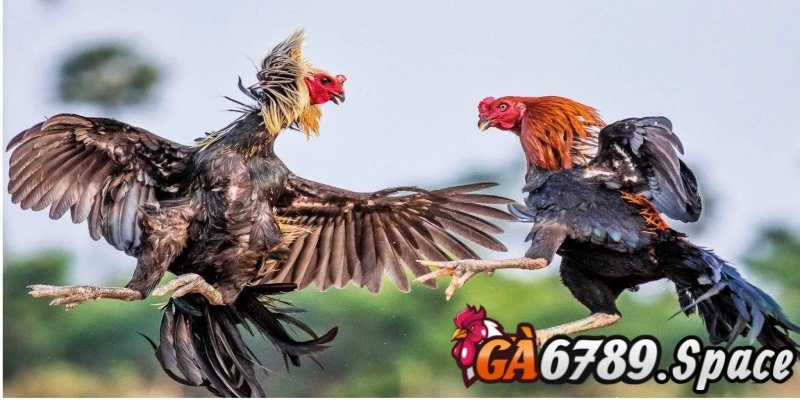 Các tiêu chí để chọn đâu là dòng gà chọi hay