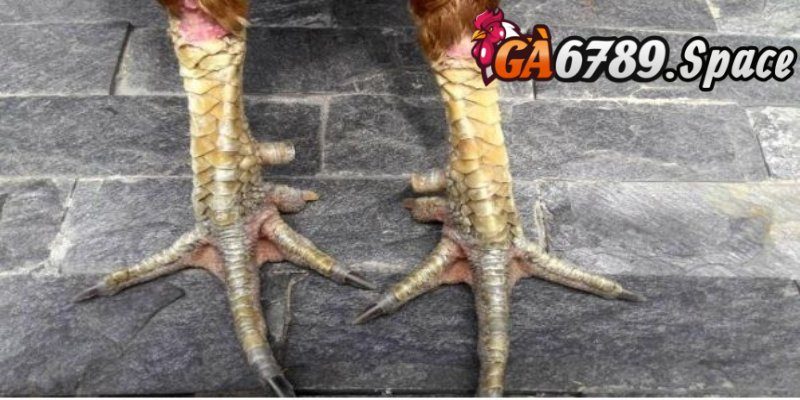 Tổng quan về việc xem chân gà chọi