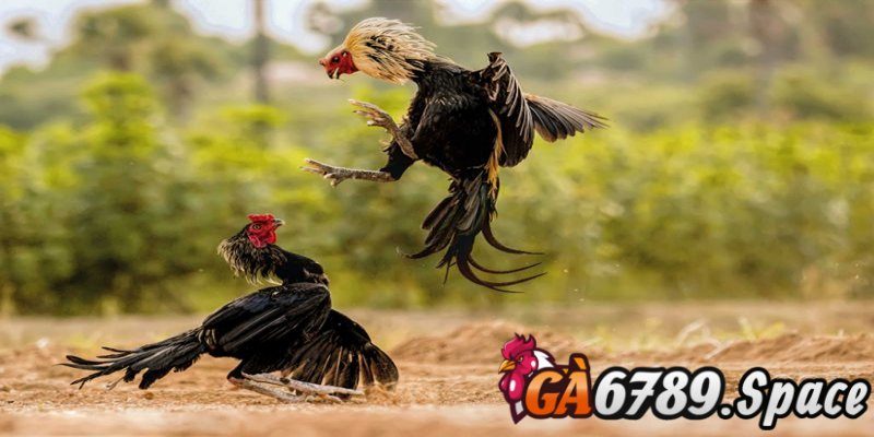 Chiến kê sở hữu vảy gà quý có đòn đá độc đáo