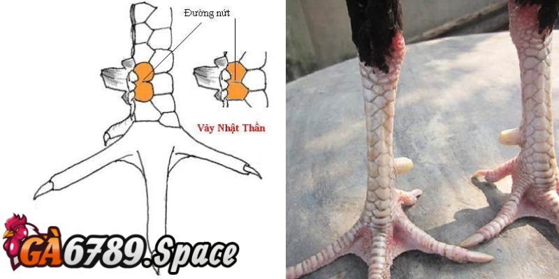 Vảy nhật thần mang khả năng tấn công chuẩn xác