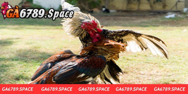 Top Gà Chọi Hay Nhất Thế Giới Được Chuyên Gia Gợi Ý