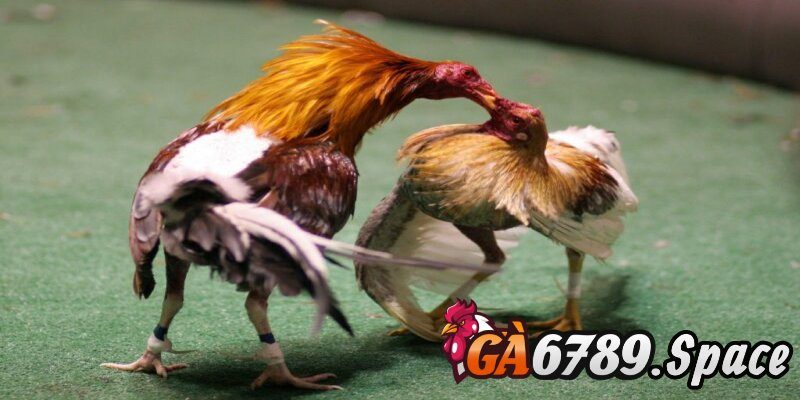 Các tiêu chí để đánh giá dòng gà chọi hay