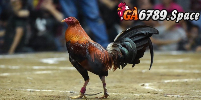 Gà chiến Peru sở hữu tính cách hung hãn và hiếu chiến